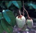 Couepia longipendula